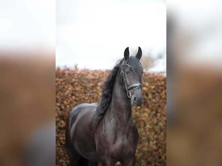 Konie fryzyjskie Klacz 4 lat 167 cm Kara in Aalten