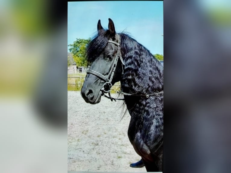 Konie fryzyjskie Mix Klacz 5 lat 143 cm Ciemnogniada in Budel