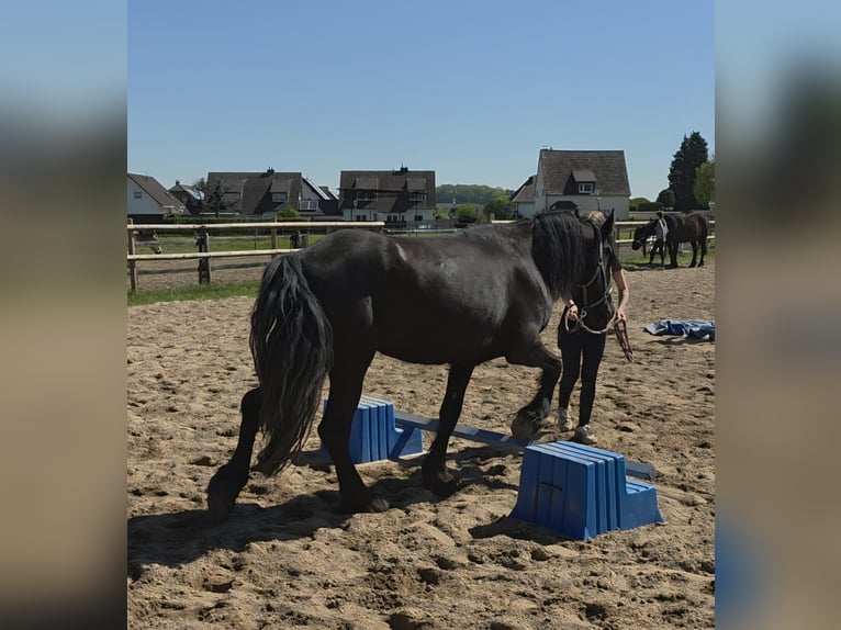 Konie fryzyjskie Mix Klacz 5 lat 150 cm Kara in Linkenbach
