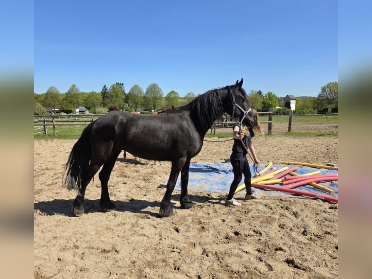 Konie fryzyjskie Mix Klacz 5 lat 150 cm Kara in Linkenbach