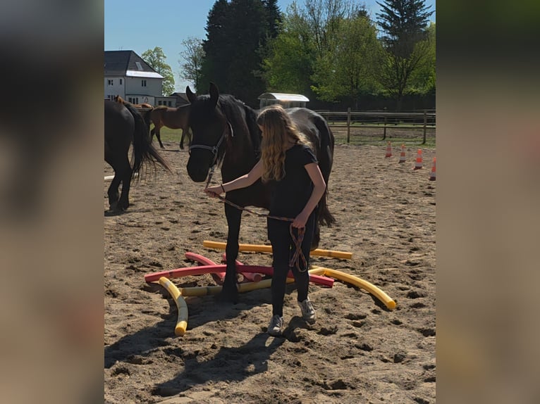 Konie fryzyjskie Mix Klacz 5 lat 150 cm Kara in Linkenbach