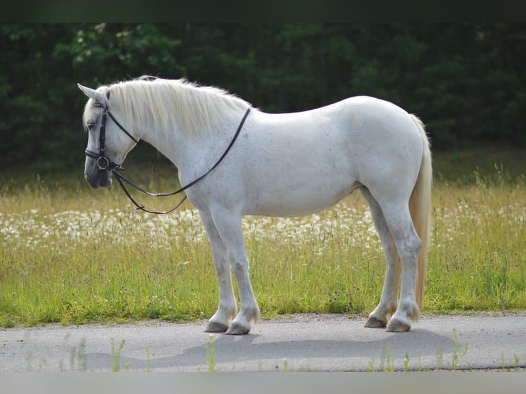 Konie fryzyjskie Mix Klacz 5 lat 155 cm Siwa in Rochester