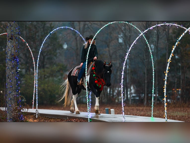 Konie fryzyjskie Klacz 5 lat 155 cm Srokata in Quitman