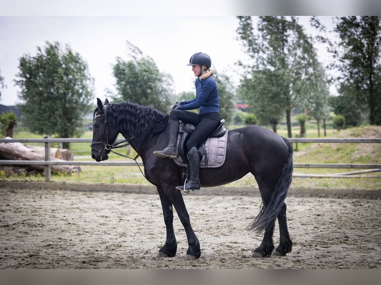 Konie fryzyjskie Klacz 5 lat 158 cm Kara in Sliedrecht