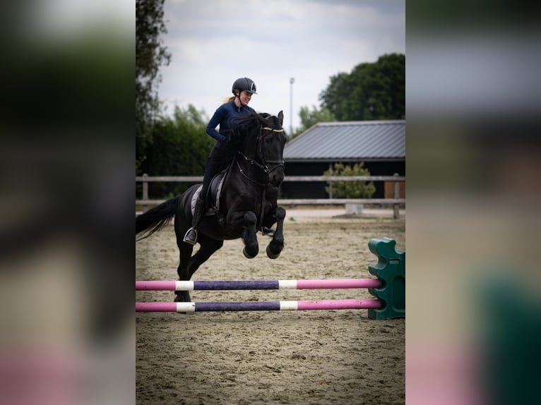Konie fryzyjskie Klacz 5 lat 158 cm Kara in Sliedrecht