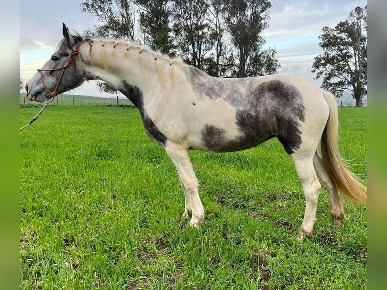 Konie fryzyjskie Mix Klacz 5 lat 158 cm Srokata in Chiclana de la Frontera