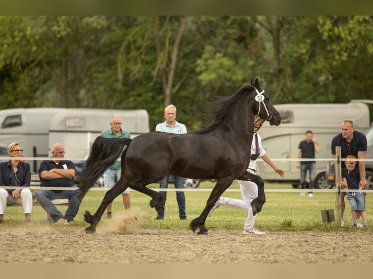 Konie fryzyjskie Klacz 5 lat 159 cm Kara in Mijnsheerenland