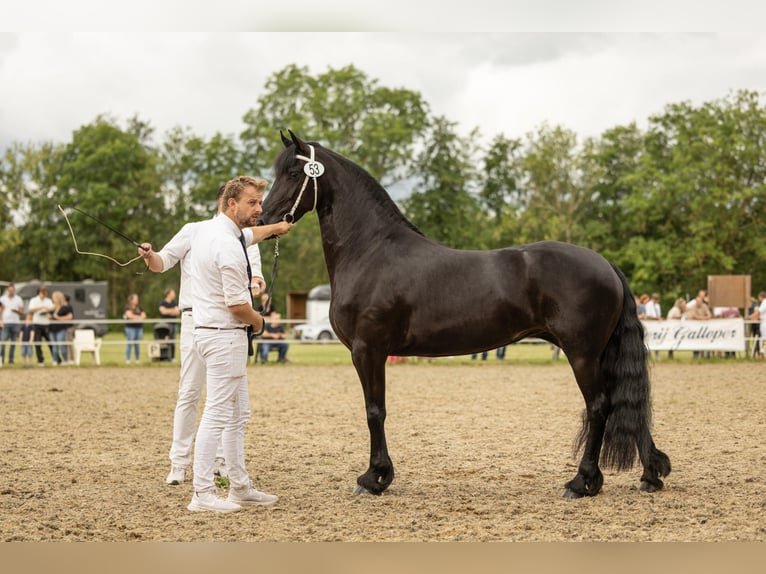 Konie fryzyjskie Klacz 5 lat 159 cm Kara in Mijnsheerenland