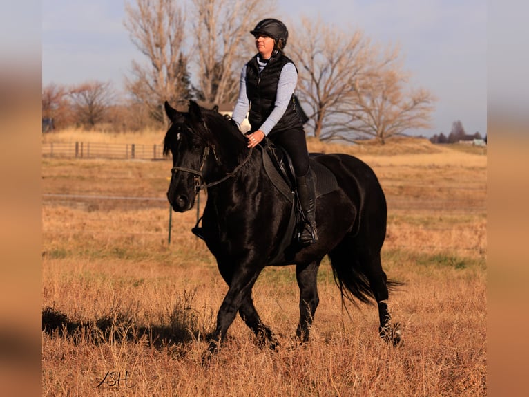 Konie fryzyjskie Klacz 5 lat 160 cm Kara in Billings