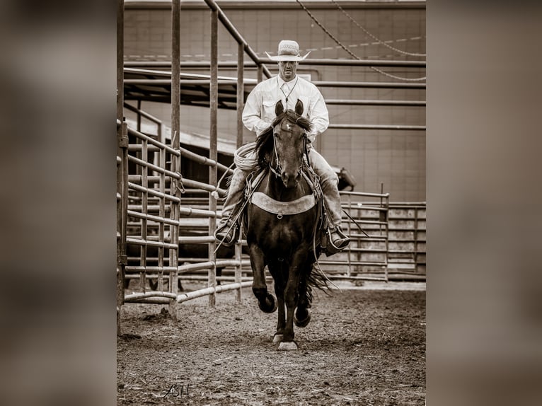 Konie fryzyjskie Klacz 5 lat 160 cm Kara in Billings