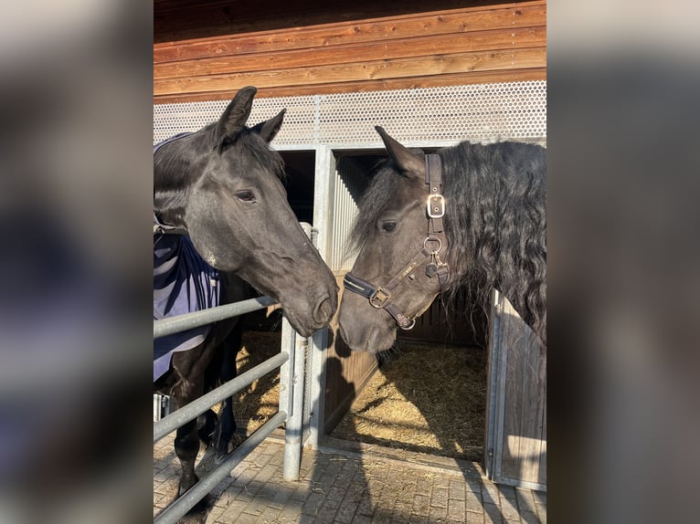 Konie fryzyjskie Klacz 5 lat 162 cm Kara in Feldkirchen-Westerham