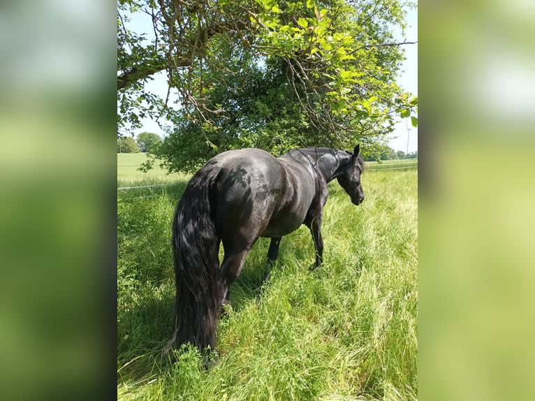 Konie fryzyjskie Klacz 5 lat 163 cm Kara in Bad Mergentheim