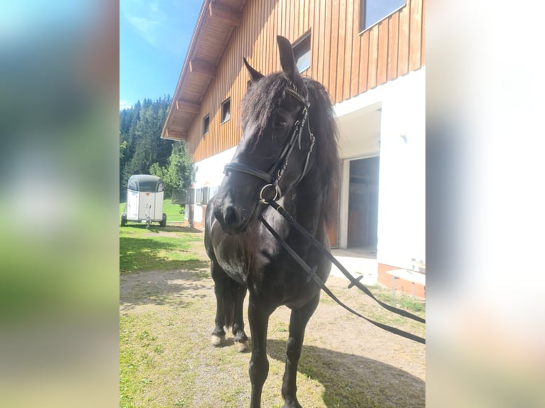Konie fryzyjskie Klacz 5 lat 163 cm Kara in Ramsau am Dachstein