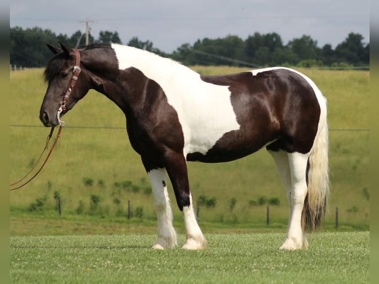 Konie fryzyjskie Klacz 5 lat 163 cm Tobiano wszelkich maści in whitley city, ky