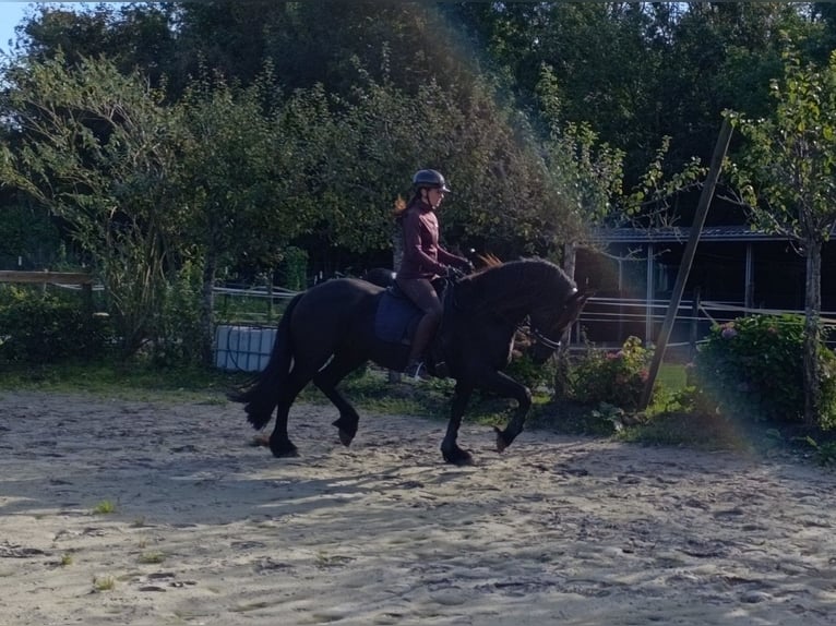 Konie fryzyjskie Klacz 5 lat 165 cm Kara in Scharmer