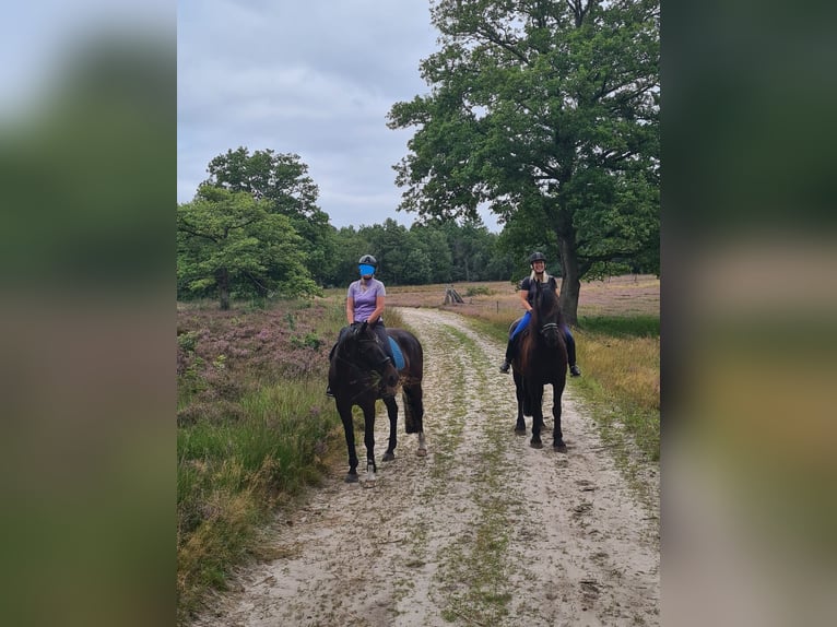 Konie fryzyjskie Klacz 5 lat 165 cm Kara in Scharmer