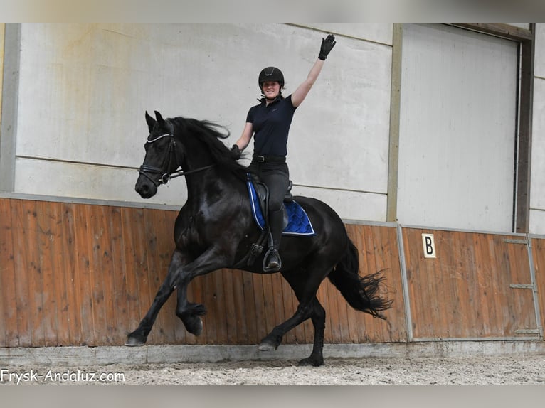 Konie fryzyjskie Klacz 5 lat 165 cm Kara in Mijnsheerenland