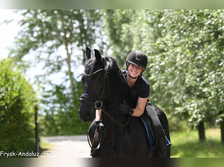 Konie fryzyjskie Klacz 5 lat 165 cm Kara in Mijnsheerenland