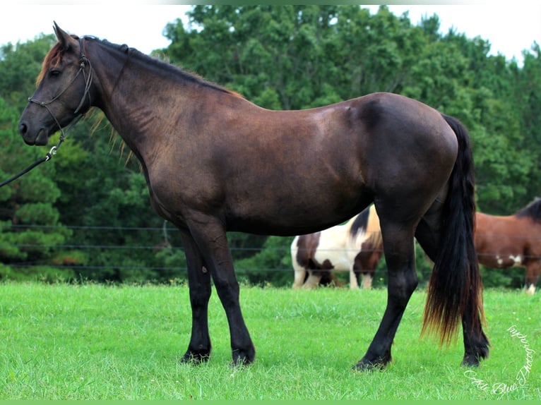 Konie fryzyjskie Klacz 5 lat 165 cm Kara in Donalds, SC