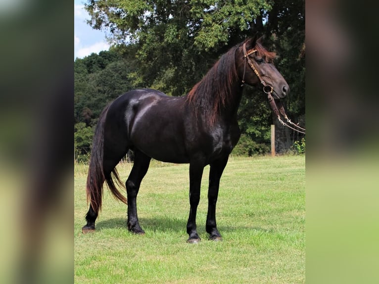 Konie fryzyjskie Klacz 5 lat 165 cm Kara in Donalds, SC
