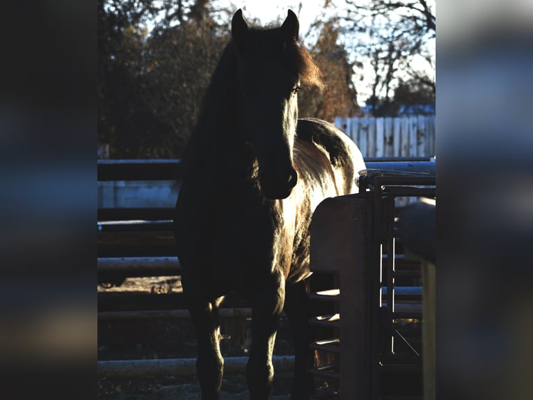 Konie fryzyjskie Klacz 5 lat 165 cm Kara in Hamilton, MT