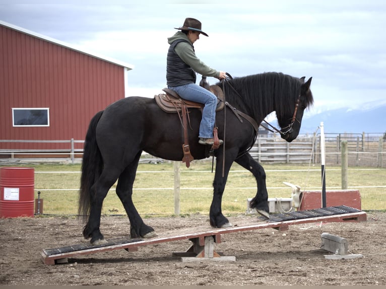 Konie fryzyjskie Klacz 5 lat 165 cm Kara in Hamilton, MT