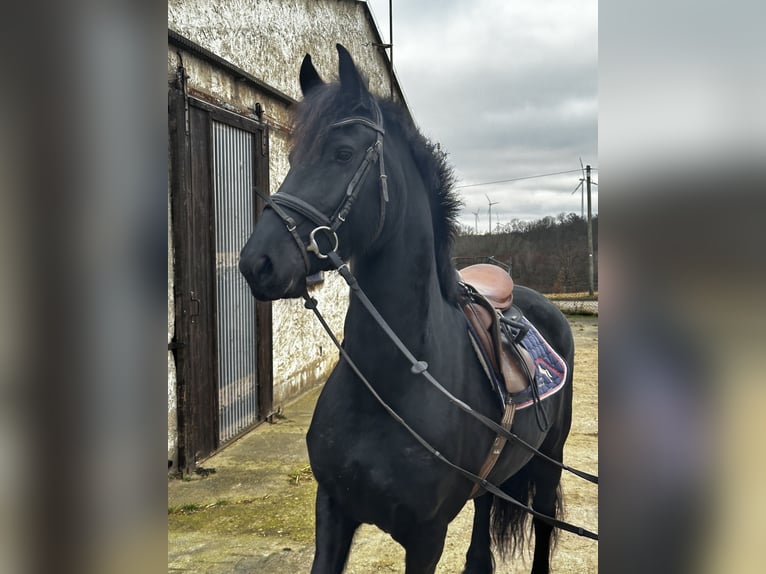 Konie fryzyjskie Klacz 5 lat 165 cm in Petersberg