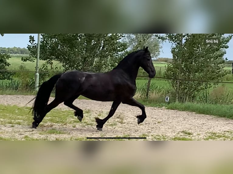 Konie fryzyjskie Klacz 5 lat 166 cm Kara in Nes