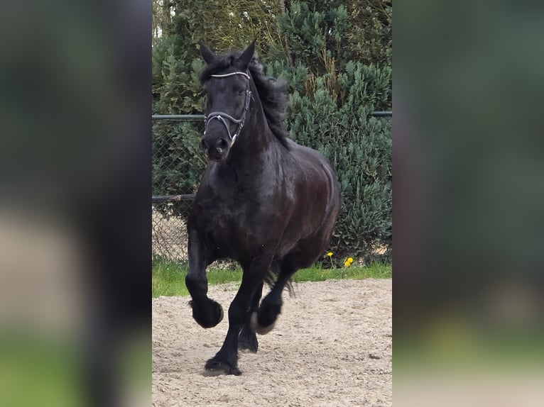 Konie fryzyjskie Klacz 5 lat 167 cm Kara in Someren