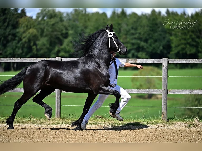 Konie fryzyjskie Klacz 5 lat Kara in Schöllnach