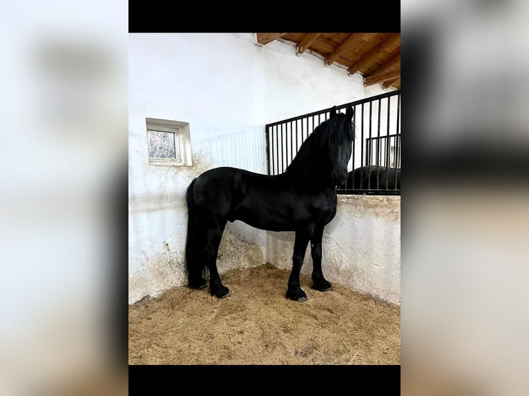 Konie fryzyjskie Klacz 5 lat Kara in München