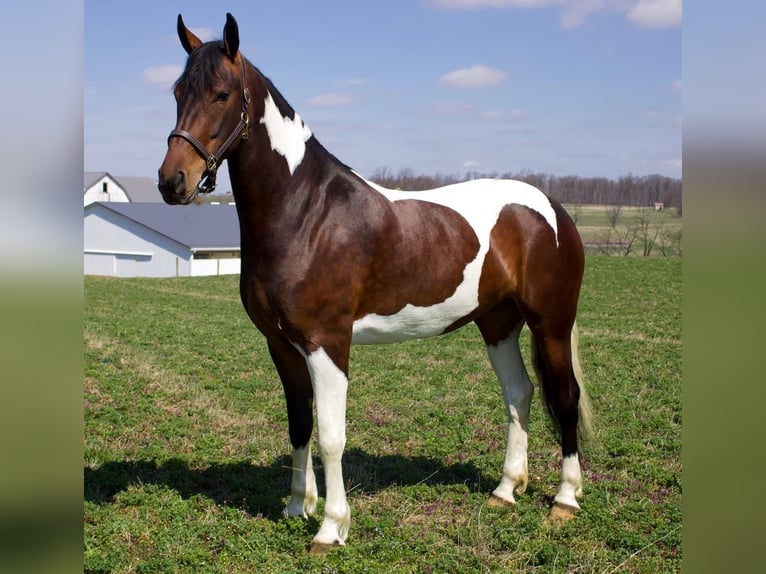 Konie fryzyjskie Klacz 5 lat in Millersburg, OH