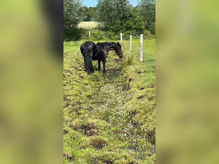 Konie fryzyjskie Klacz 6 lat 155 cm Kara in Tangstedt