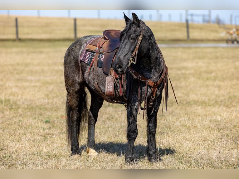 Konie fryzyjskie Klacz 6 lat 157 cm Karodereszowata in Ewing KY