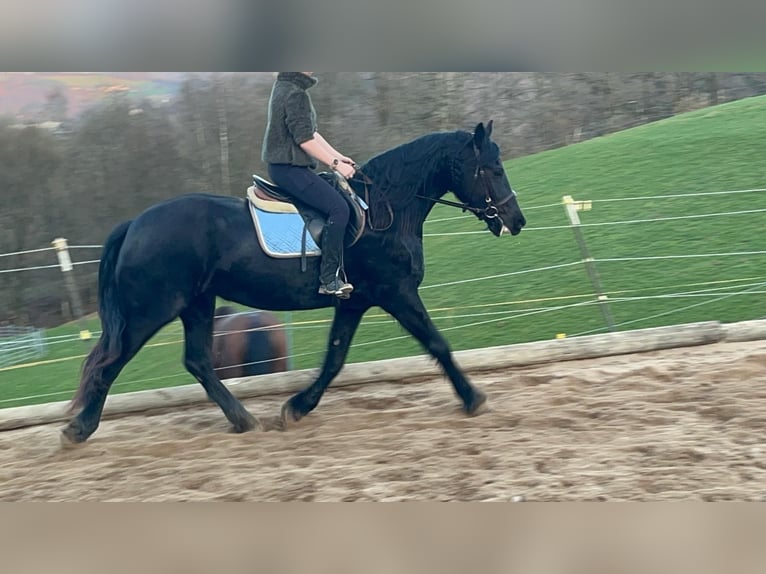 Konie fryzyjskie Mix Klacz 6 lat 159 cm Kara in Morsbach