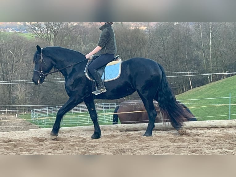 Konie fryzyjskie Klacz 6 lat 159 cm Kara in Morsbach