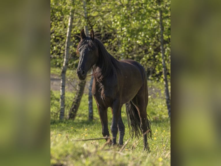 Konie fryzyjskie Klacz 6 lat 160 cm Kara in Großalmerode