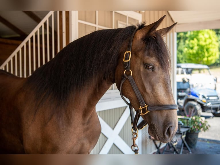 Konie fryzyjskie Klacz 6 lat 160 cm in Lebanon, NJ