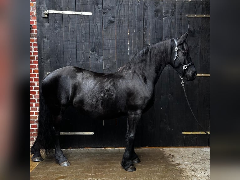 Konie fryzyjskie Klacz 6 lat 163 cm Kara in Heinsberg