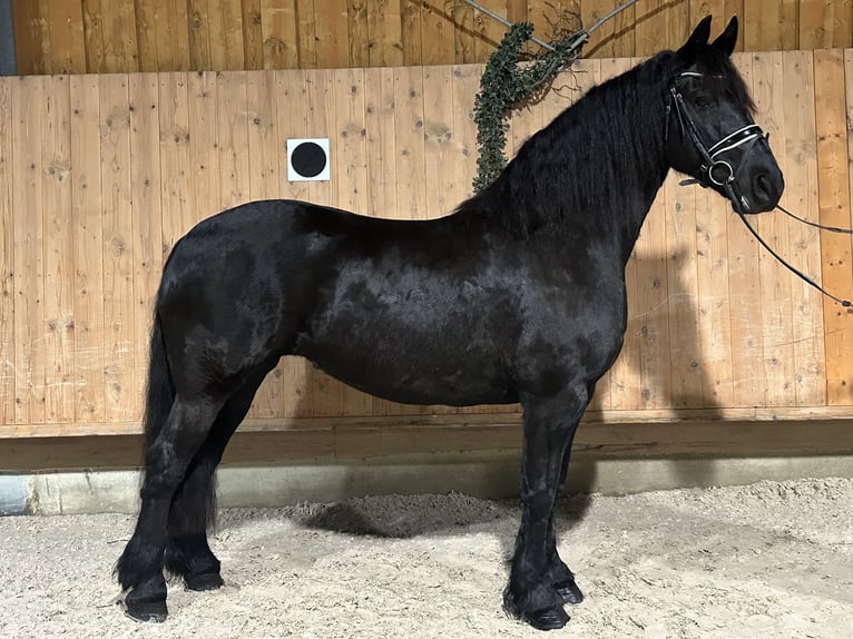 Konie fryzyjskie Klacz 6 lat 167 cm Kara in Riedlingen