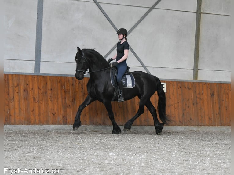 Konie fryzyjskie Klacz 6 lat 168 cm Kara in Mijnsheerenland