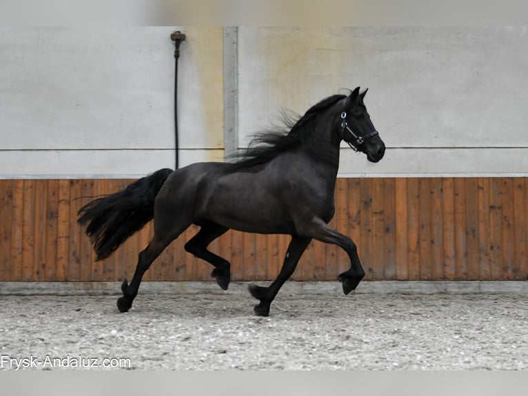 Konie fryzyjskie Klacz 6 lat 169 cm Kara in Mijnsheerenland