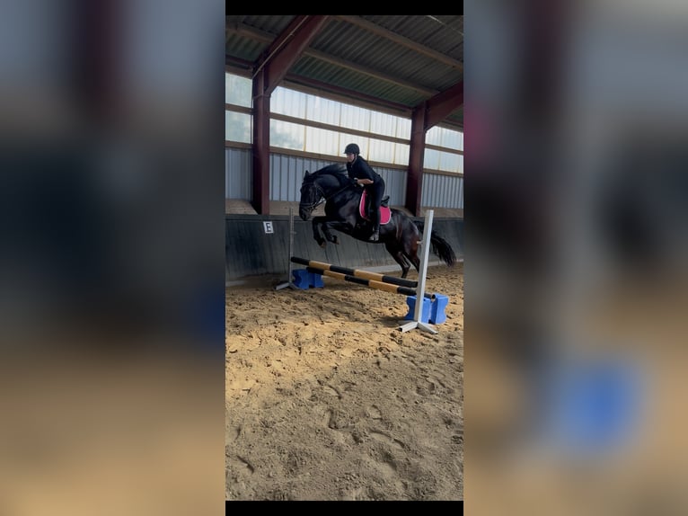 Konie fryzyjskie Mix Klacz 6 lat 170 cm Kara in Coesfeld