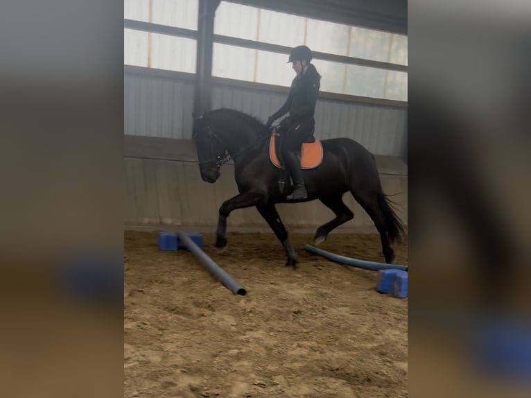 Konie fryzyjskie Mix Klacz 6 lat 170 cm Kara in Coesfeld