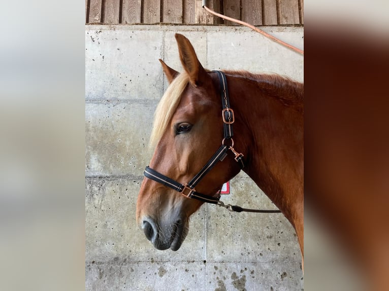 Konie fryzyjskie Mix Klacz 6 lat 173 cm in Steyr