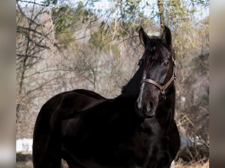 Konie fryzyjskie Klacz 6 lat Kara in Dallas PA