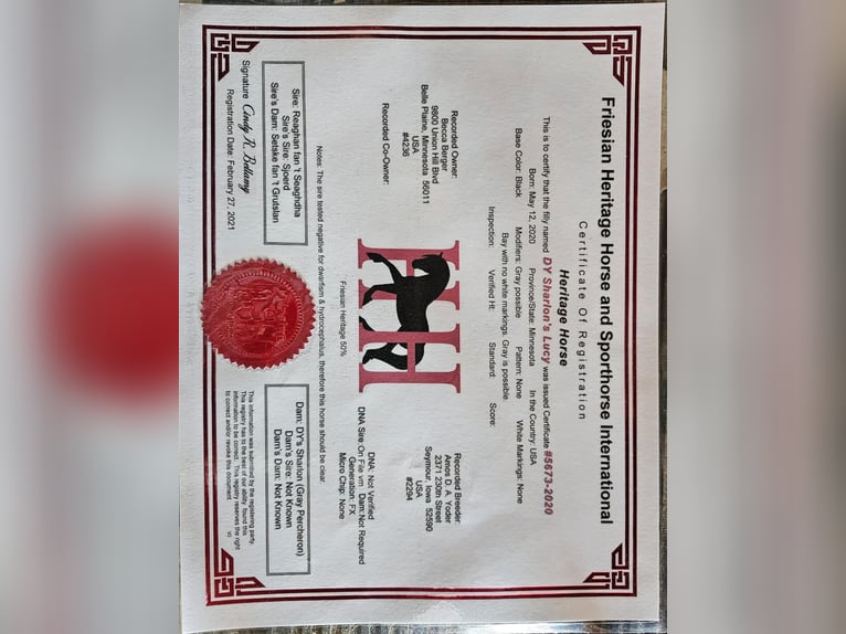 Konie fryzyjskie Klacz 6 lat Siwa in Fairbank IA