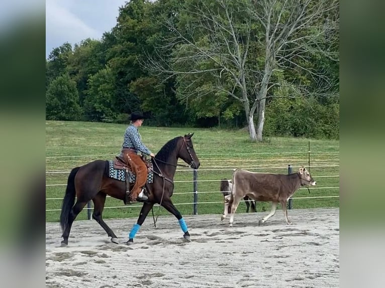 Konie fryzyjskie Klacz 7 lat 160 cm Gniada in Andover, OH