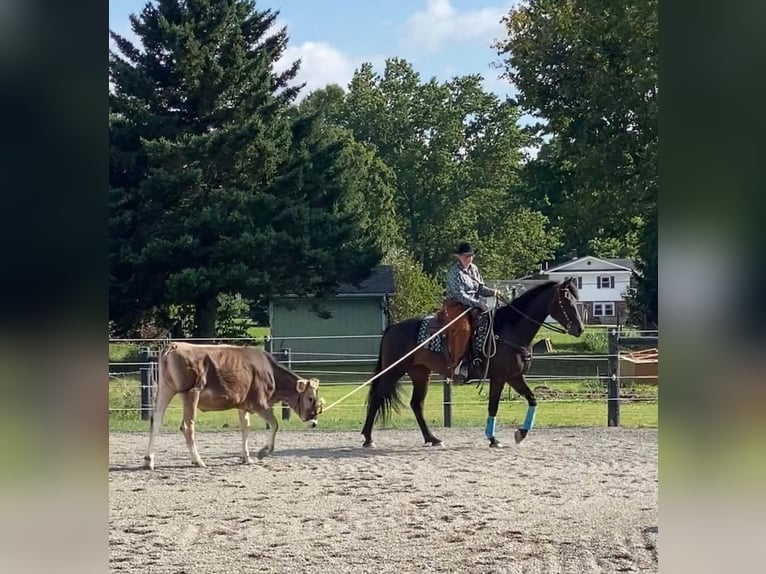 Konie fryzyjskie Klacz 7 lat 160 cm Gniada in Andover, OH