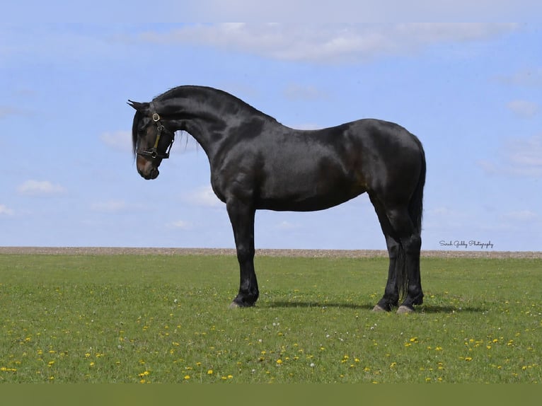 Konie fryzyjskie Klacz 7 lat 163 cm Kara in Oelwein